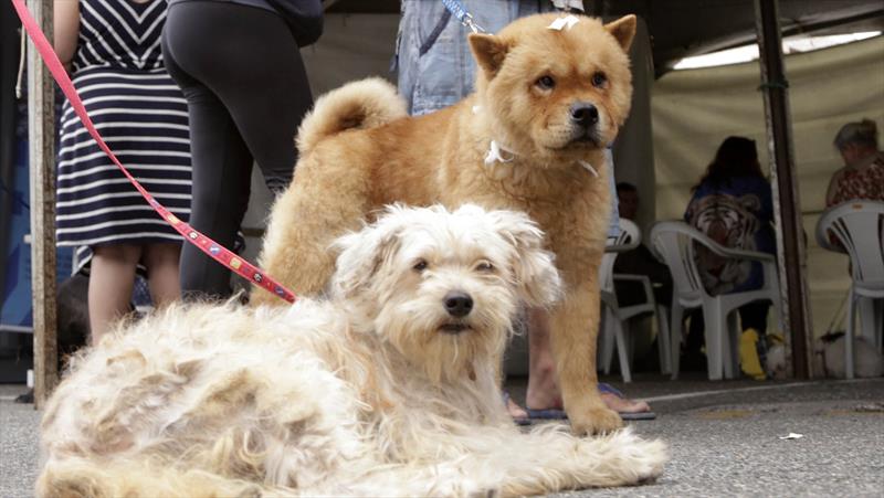 Proteção Animal abre mil vagas para castração gratuita de cães e gatos