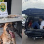 cão draco bpchoque traficantes