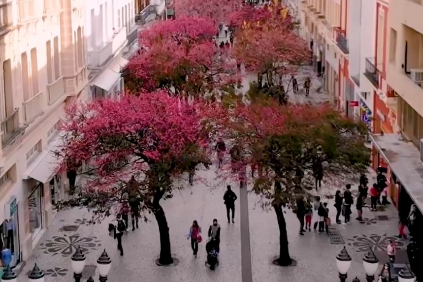 Curitiba vai ganhar corredor colorido com centenas de cerejeiras na Av. Sete de Setembro