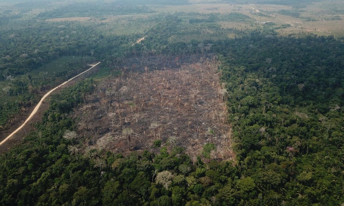 desmatamento amazônia