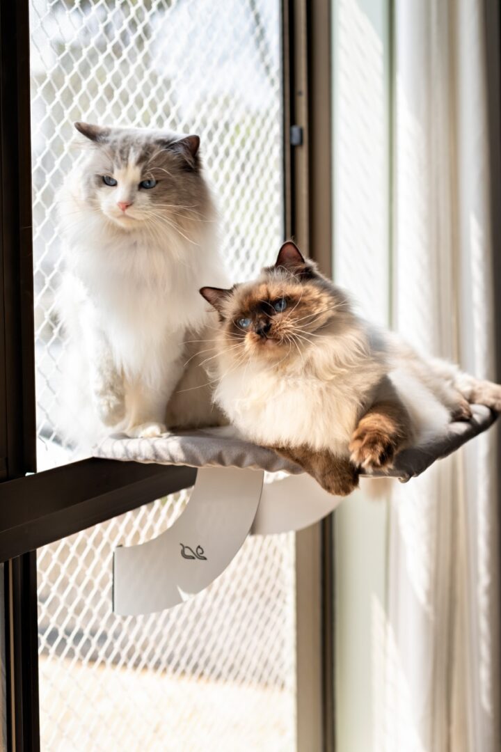 exposição internacional de gatos (3)