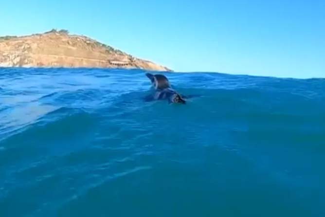 pinguins costa brasileira