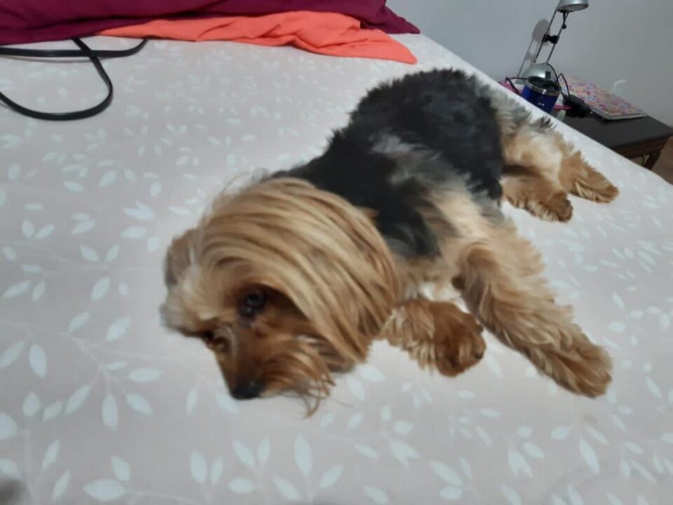 Pet é atacado e morto por cachorro de vizinho em Curitiba: "revoltante, mataram Toddy"; assista