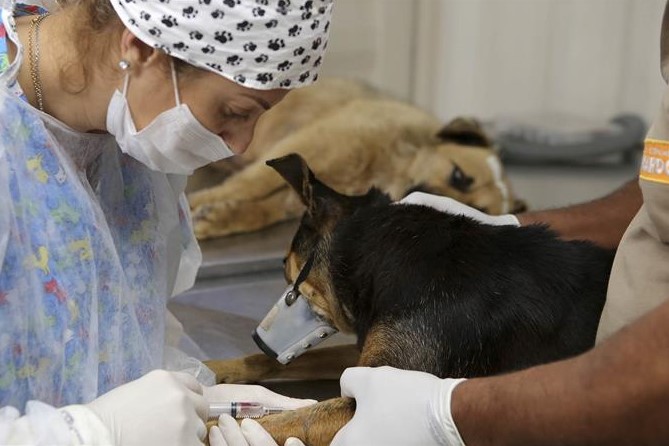 Curitiba abre 700 vagas para castração gratuita de cães e gatos em agosto; veja como fazer