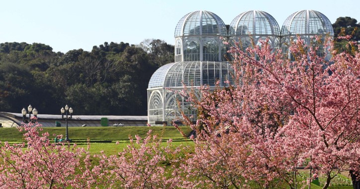 Florada de Cerejeiras colore vários pontos de Curitiba, mas espetáculo dura pouco tempo