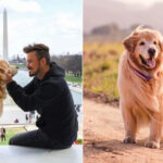shurastey dogs