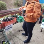 Banda B nos Bairros moradores do Boa Vista recebem mudas gratuitas de árvores
