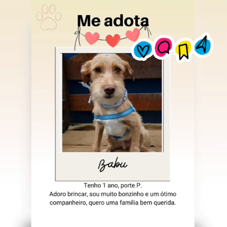 Universidade Positivo realiza feira de adoção de cães nesta quinta-feira (11)