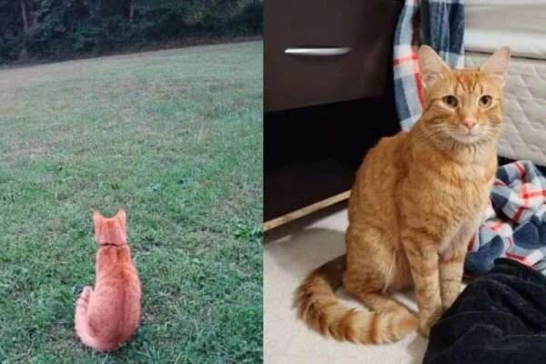 gatinho perdido
