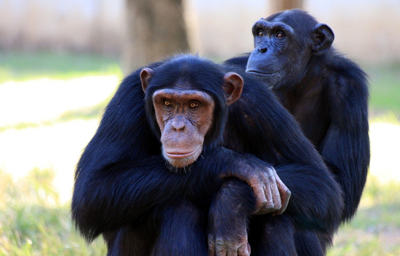 macacos primatas