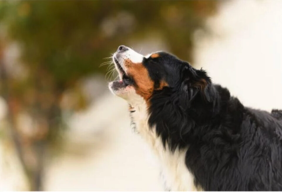 Cães podem identificar pessoas estressadas pelo cheiro, diz estudo