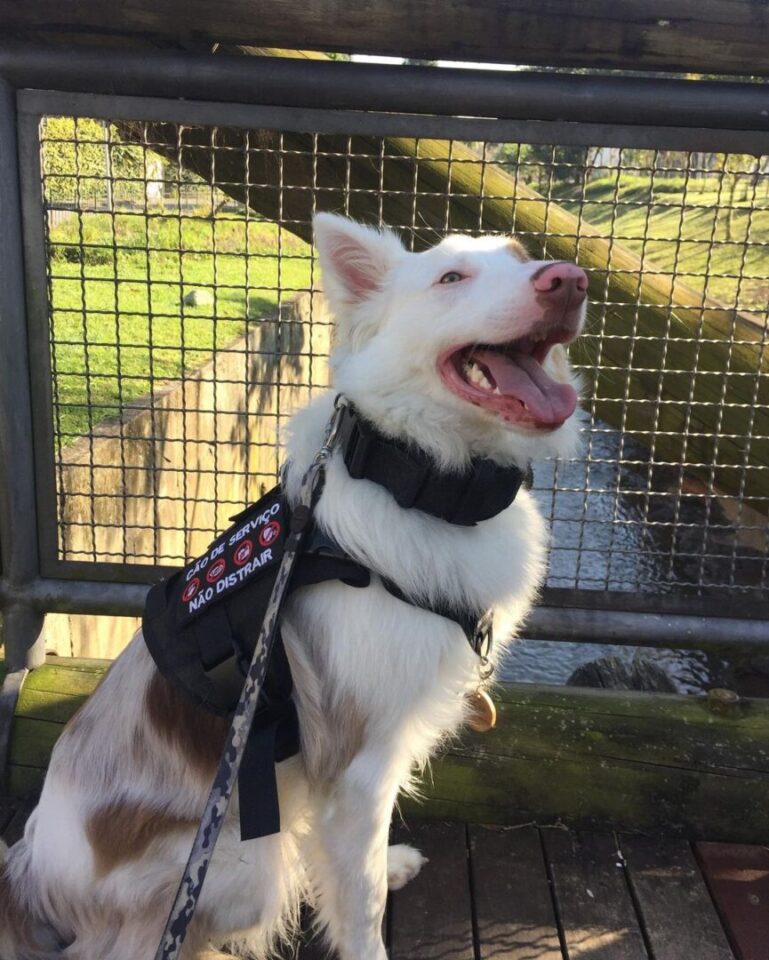 cão de serviço