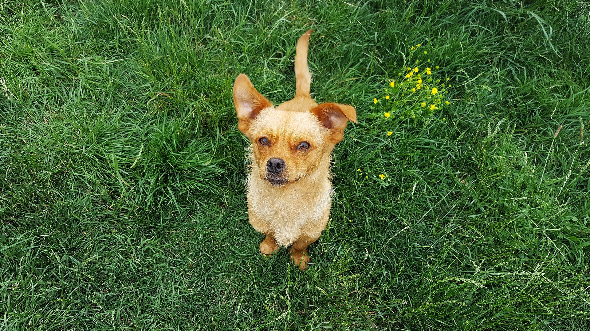 Chamado de coprofagia, o ato de comer fezes é considerado um hábito comum dos cães