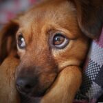 Benefícios de adotar cães de rua