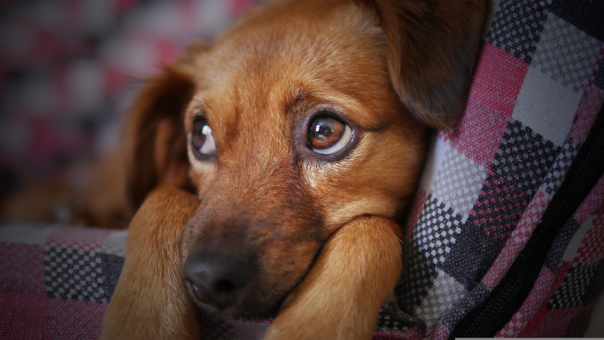 Benefícios de adotar cães de rua