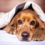 Como tranquilizar o cachorro com medo de fogos?