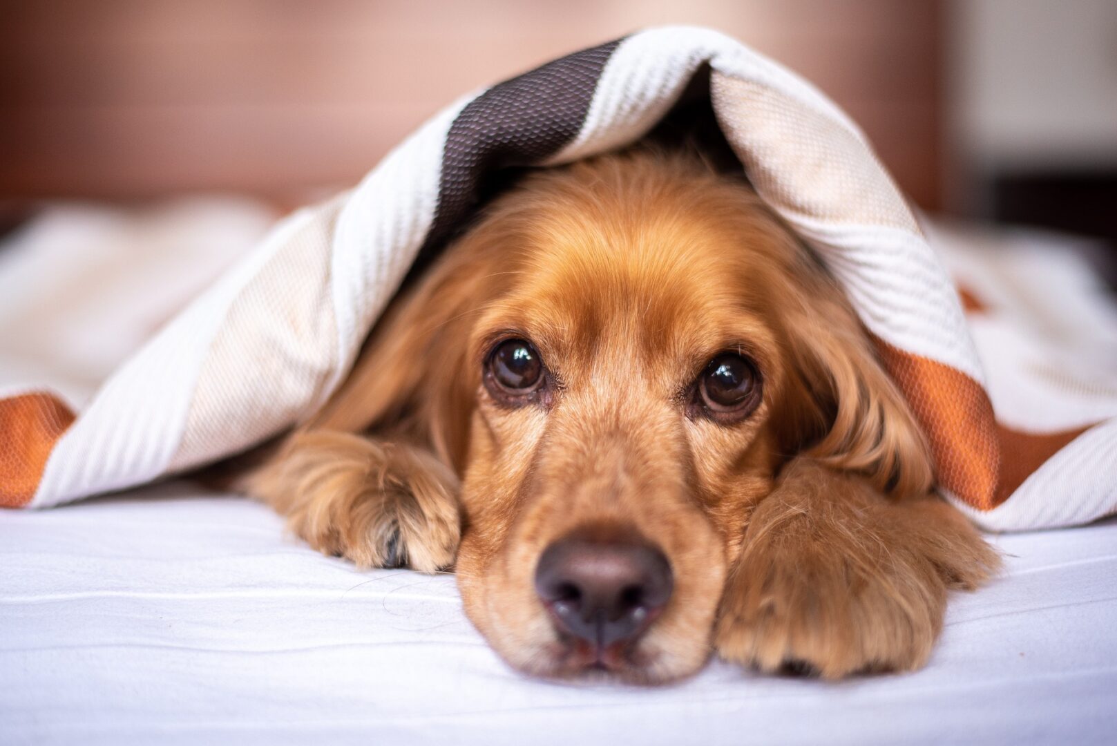 Como tranquilizar o cachorro com medo de fogos?