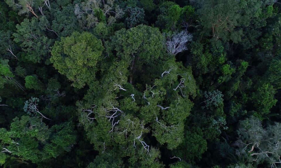 floresta amazonica