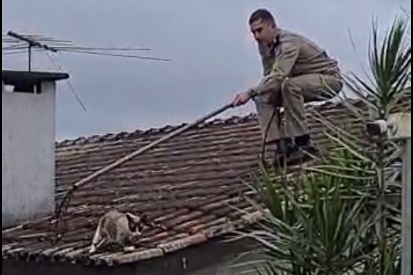 Gato do litoral 'de folga' em Curitiba foge, 'dá baile' em bombeiros e tutora justifica: 'Falta da praia'