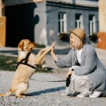O adestramento ensina o animal a ter disciplina por meio de treinamentos