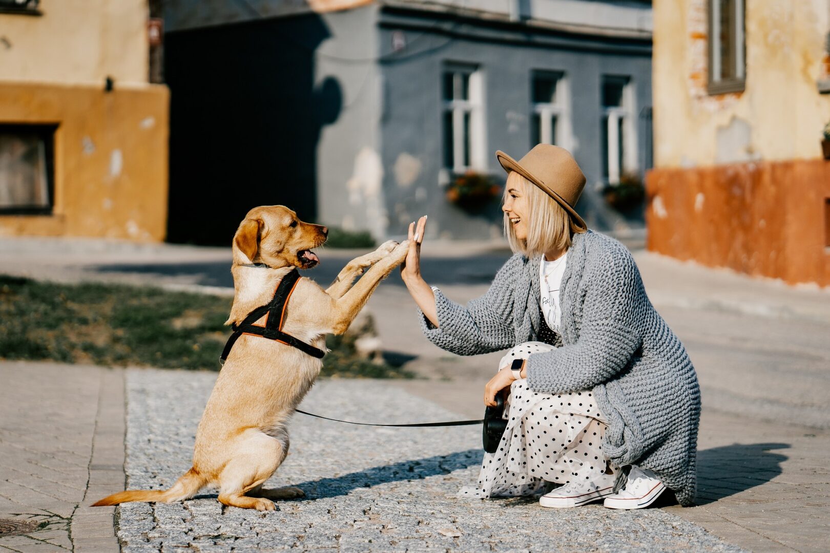 O adestramento ensina o animal a ter disciplina por meio de treinamentos