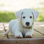 Como escolher o filhote de cachorro ideal? Confira as dicas do Dr. Victor Tavares