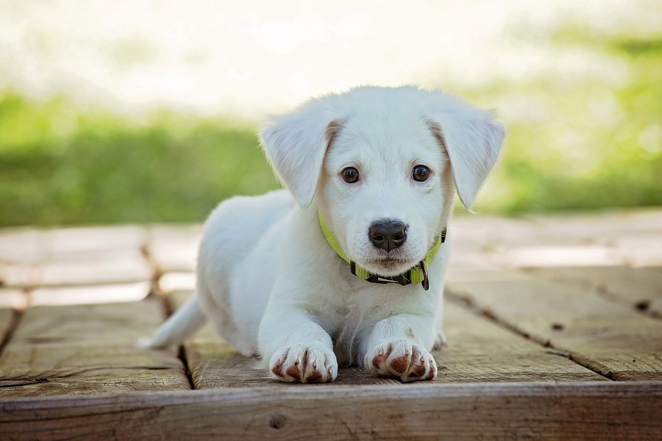 Como escolher o filhote de cachorro ideal? Confira as dicas do Dr. Victor Tavares