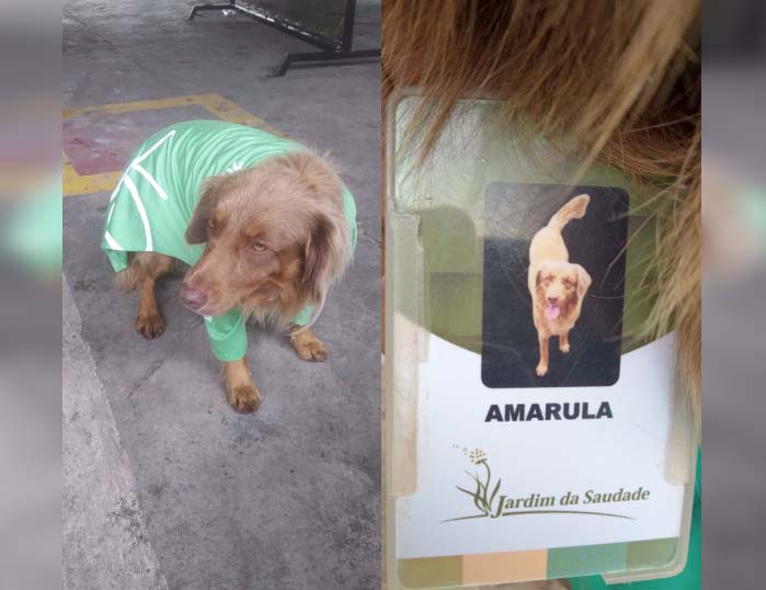 bebida Amarula