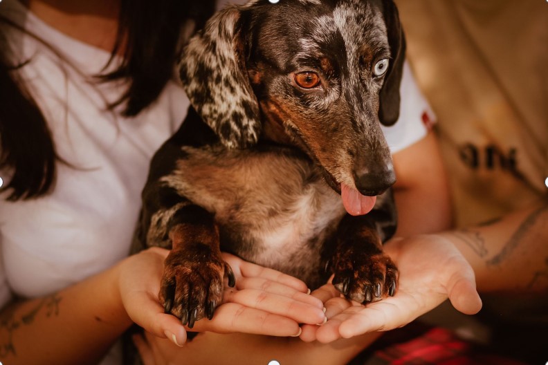Tutoras de cãozinho de olhos bicolores e patologia crônica correm contra tempo para bancar cirurgia Tutoras de cãozinho de olhos bicolores e patologia crônica correm contra tempo para bancar cirurgia