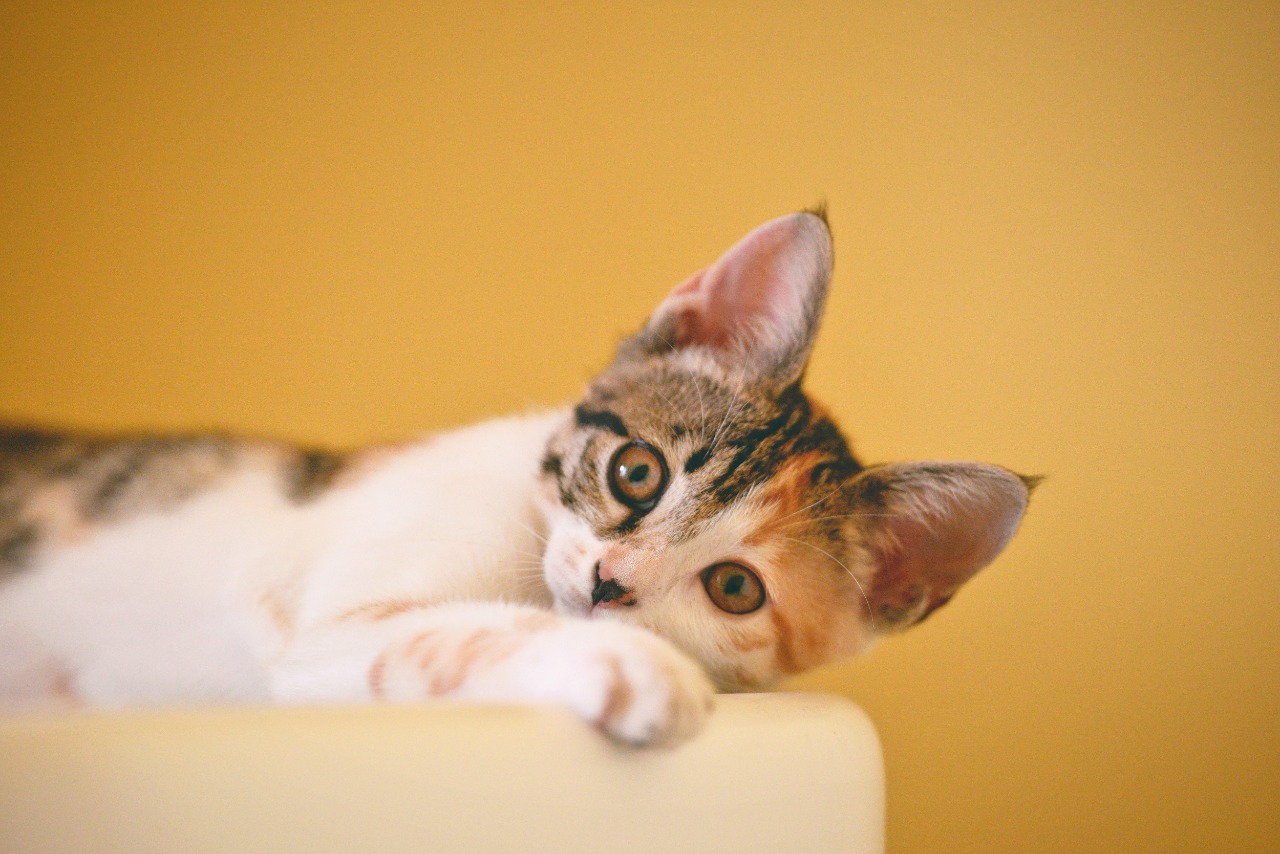 gatos
