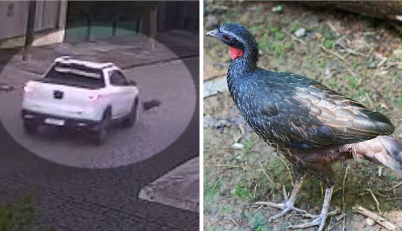 Jacu de estimação morre atropelado e caso gera indignação no Jardim Botânico: 'Falta de respeito e atenção'