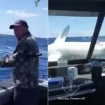 tubarão barco pescadores
