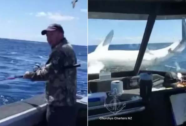 tubarão barco pescadores