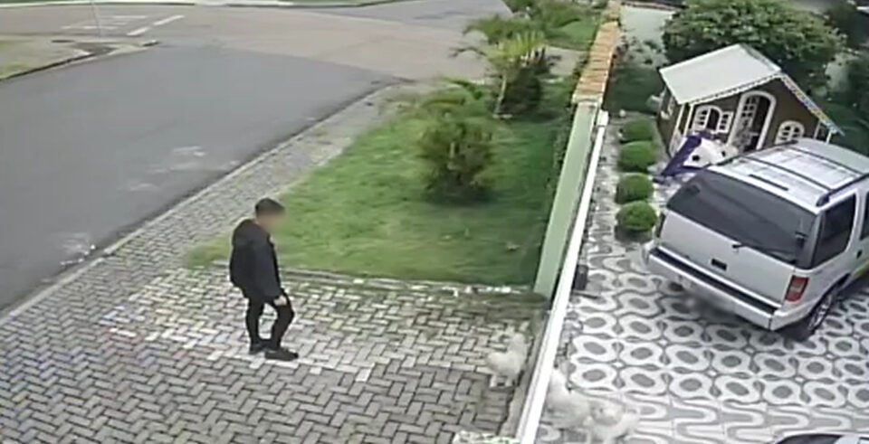furto cães São Braz