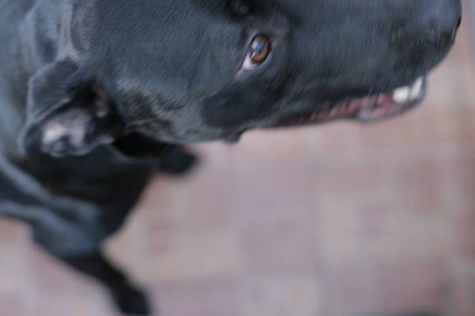 Leiturista da Copel é atacado por cão pitbull ao entregar conta de luz a moradores  