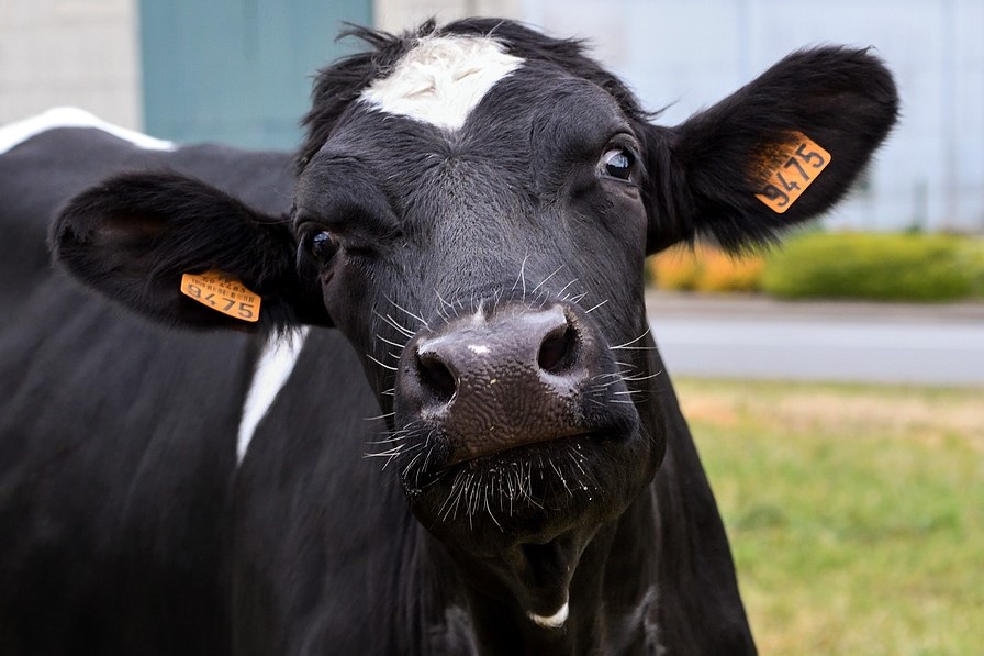 Vaca fica atolada dentro de bueiro e precisa ser resgatada por retroescavadeira no Paraná