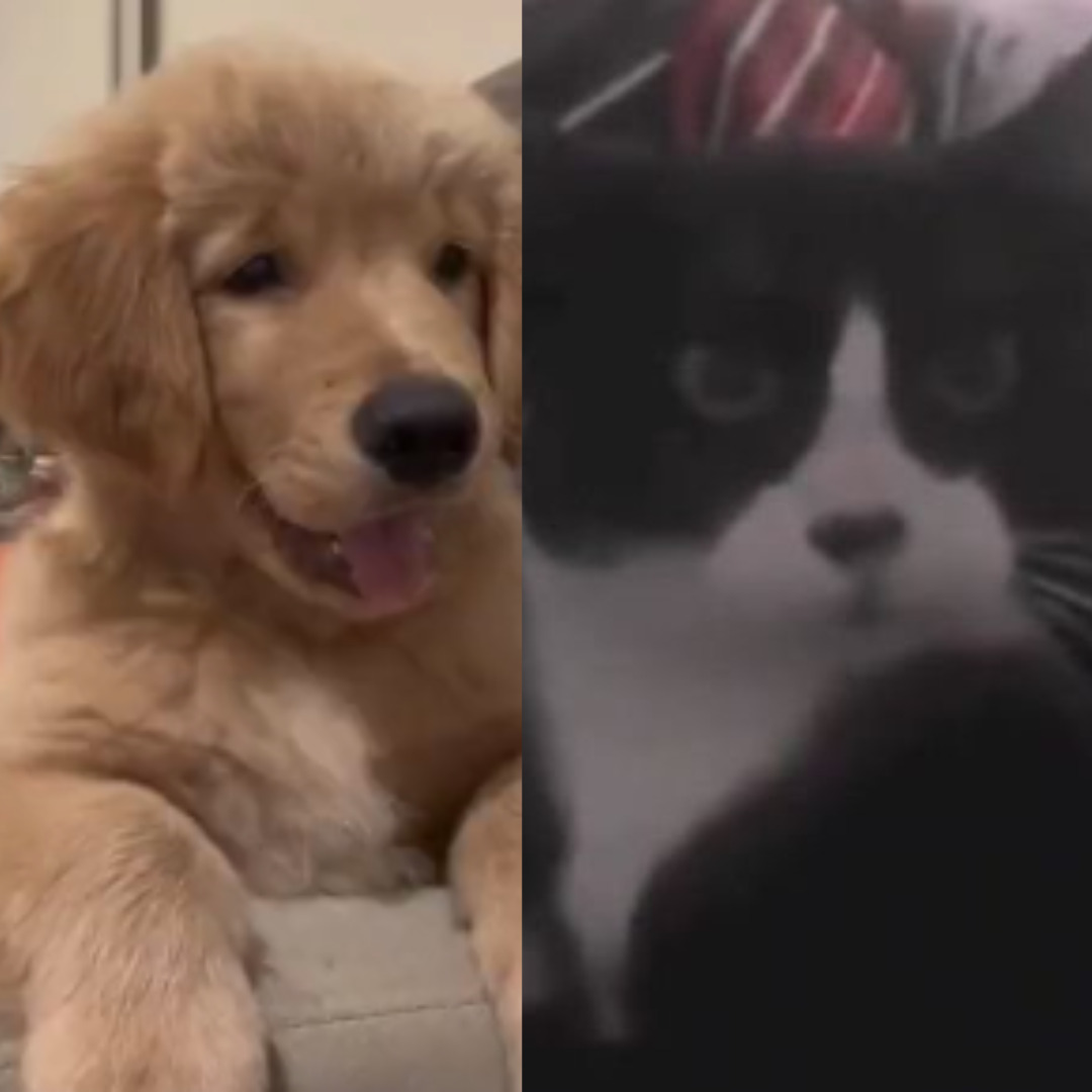 Cachorro e até mesmo gato aprendem a latir e vídeos repercutem na internet