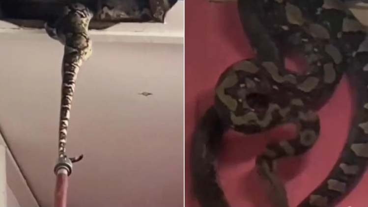 cobras teto viraliza redes sociais