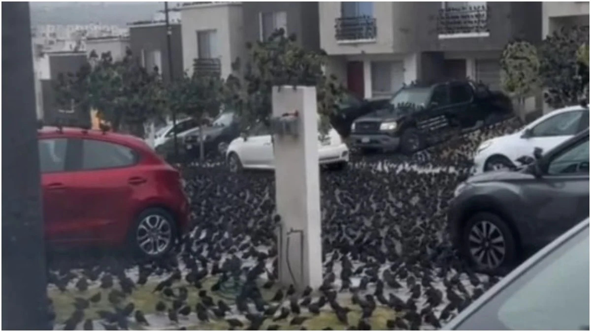 Vídeo mostra ‘infestação’ de aves no México e web cria teorias da conspiração