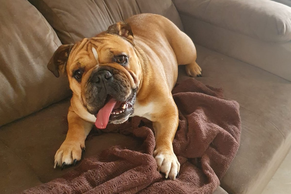 Buldogue quase morre após corte de unhas e dona pede ajuda com custos de UTI, exames e cirurgia