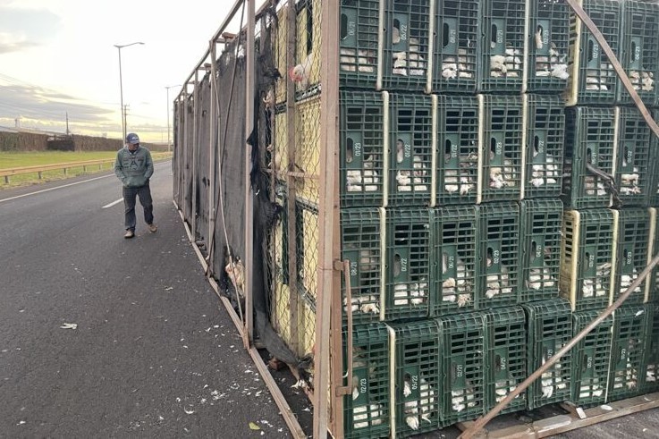 Motorista pega no sono e caminhão carregado de frangos vivos tomba na BR-369