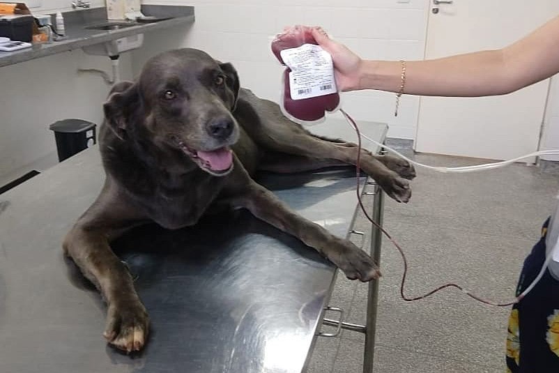 Cães dos Bombeiros do Paraná doam sangue em ação para salvar vida de 'coleguinhas'