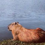 Capivara é encontrada sem vida no Parque Barigui e suspeita é que tenha sido morta a tiros