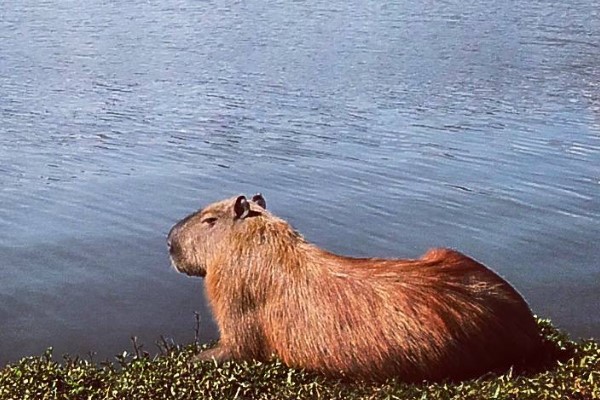Capivara é encontrada sem vida no Parque Barigui e suspeita é que tenha sido morta a tiros