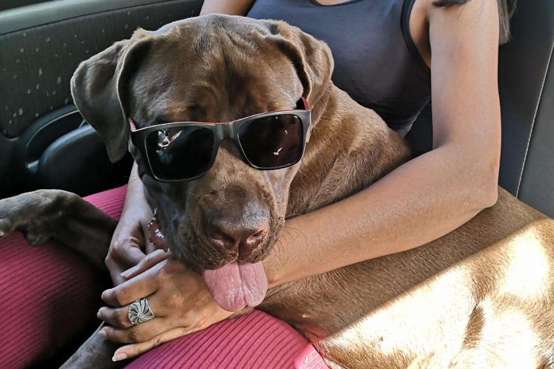 Filhote de cão passa por cirurgia, tem complicações e tutor pede ajuda para tratamento: 'Perdi o chão'