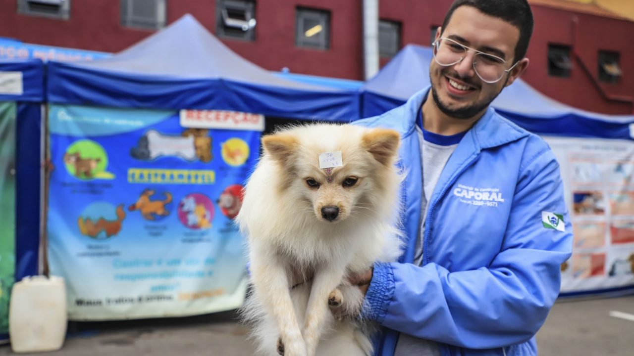 castrações cães gatos curitiba