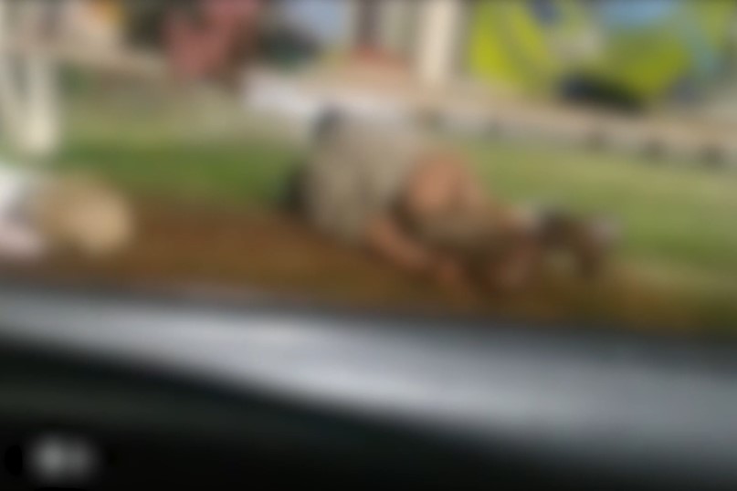 Casal é flagrado em cena de sexo em ponto de ônibus no Paraná, com plateia e ao lado de cão Casal é flagrado em cena de sexo em ponto de ônibus no Paraná, com plateia e ao lado de cão