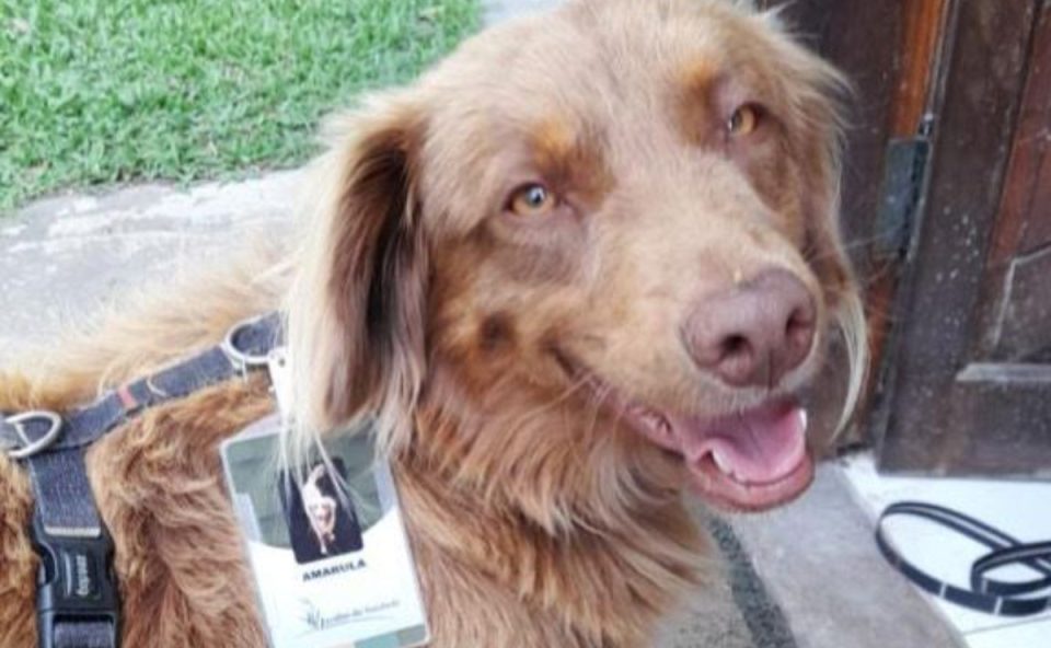 Morre Amarula, cão abandonado que virou xodó e 'funcionário' de cemitério