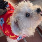 cachorro morre atacado por outro