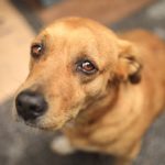 Duas pessoas investigadas por maus-tratos contra animais em Curitiba são denunciados pelo MPPR